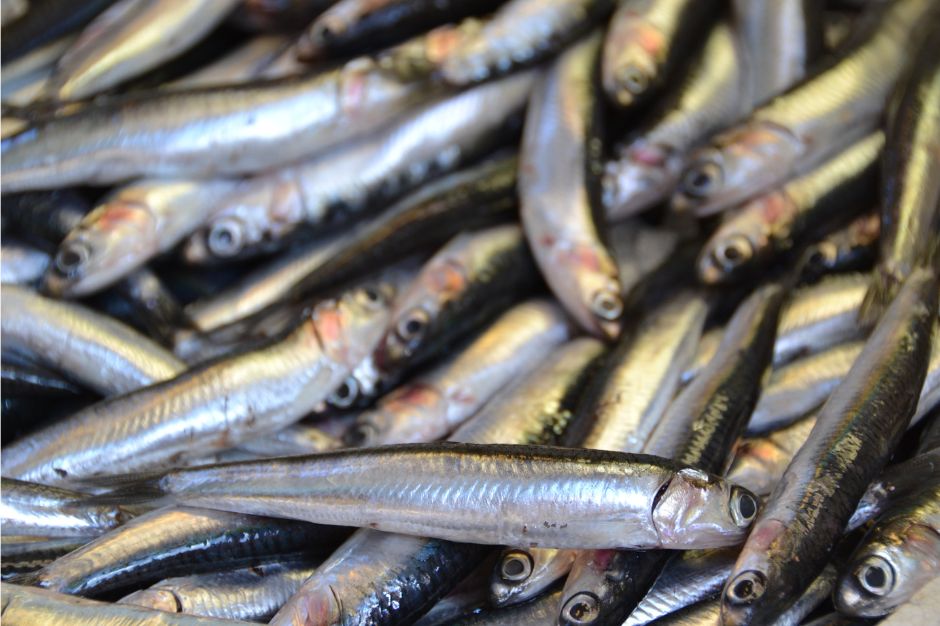 sardinas en carnaval